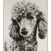 Gerahmte Fotografie 'Pudelwohl' 40x60cm