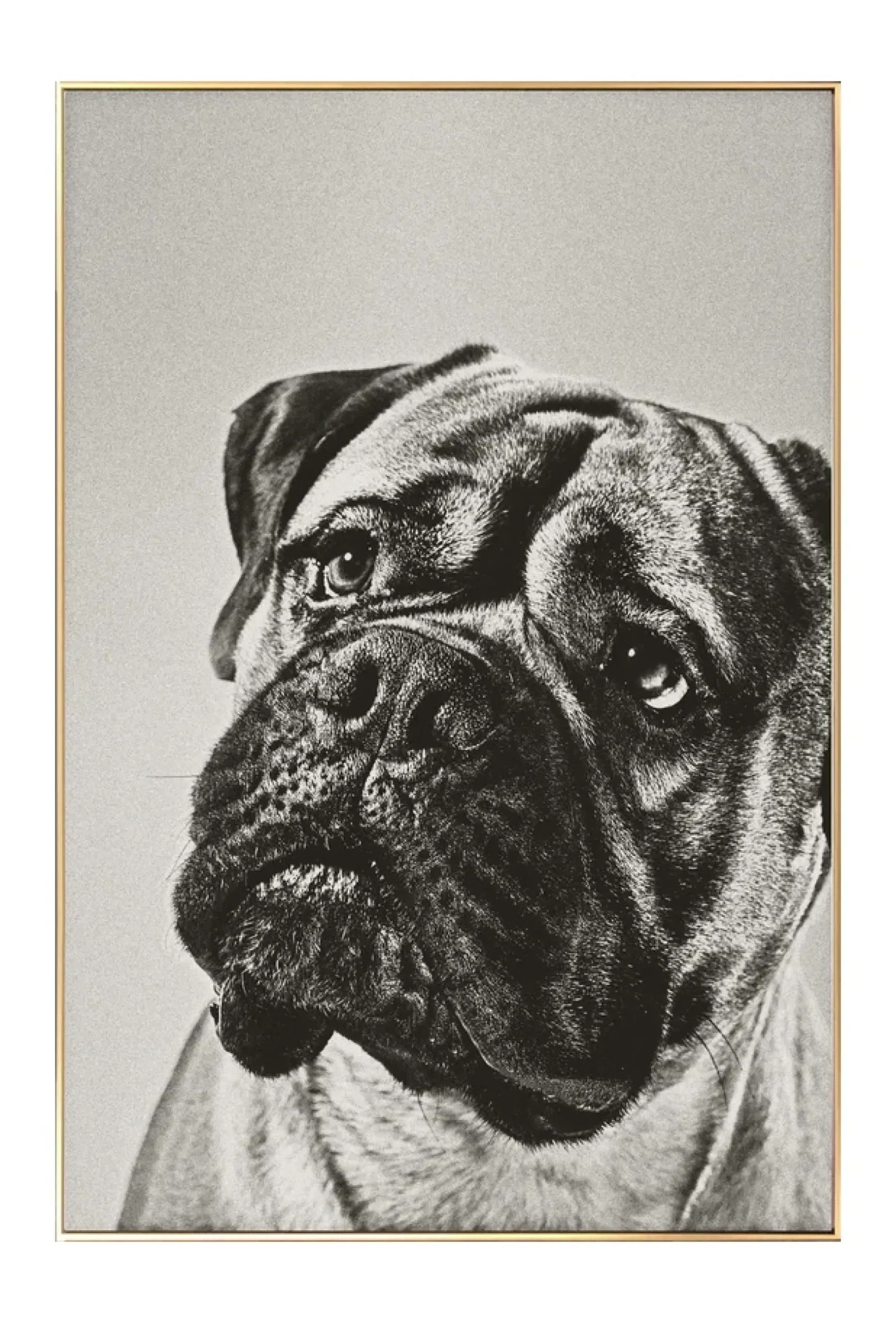 Gerahmte Fotografie 'Puppy Eyes' 40x60cm