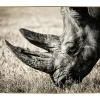 Gerahmte Fotografie 'Ruler of Tranquility' 90x60cm