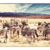 Gerahmte Fotografie 'Tal der Zebras' 90x60cm