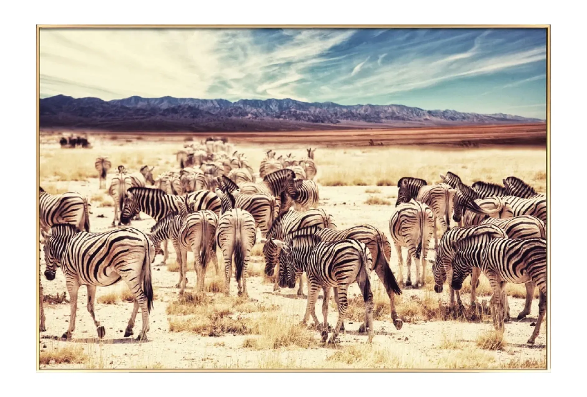 Gerahmte Fotografie 'Tal der Zebras' 90x60cm