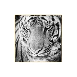 Gerahmte Fotografie 'Tiger's Glance' 60x60cm