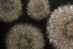 Handgemaltes Gemälde 'Meer aus Pusteblumen' 120x60cm | inkl. Echtheitszertifikat