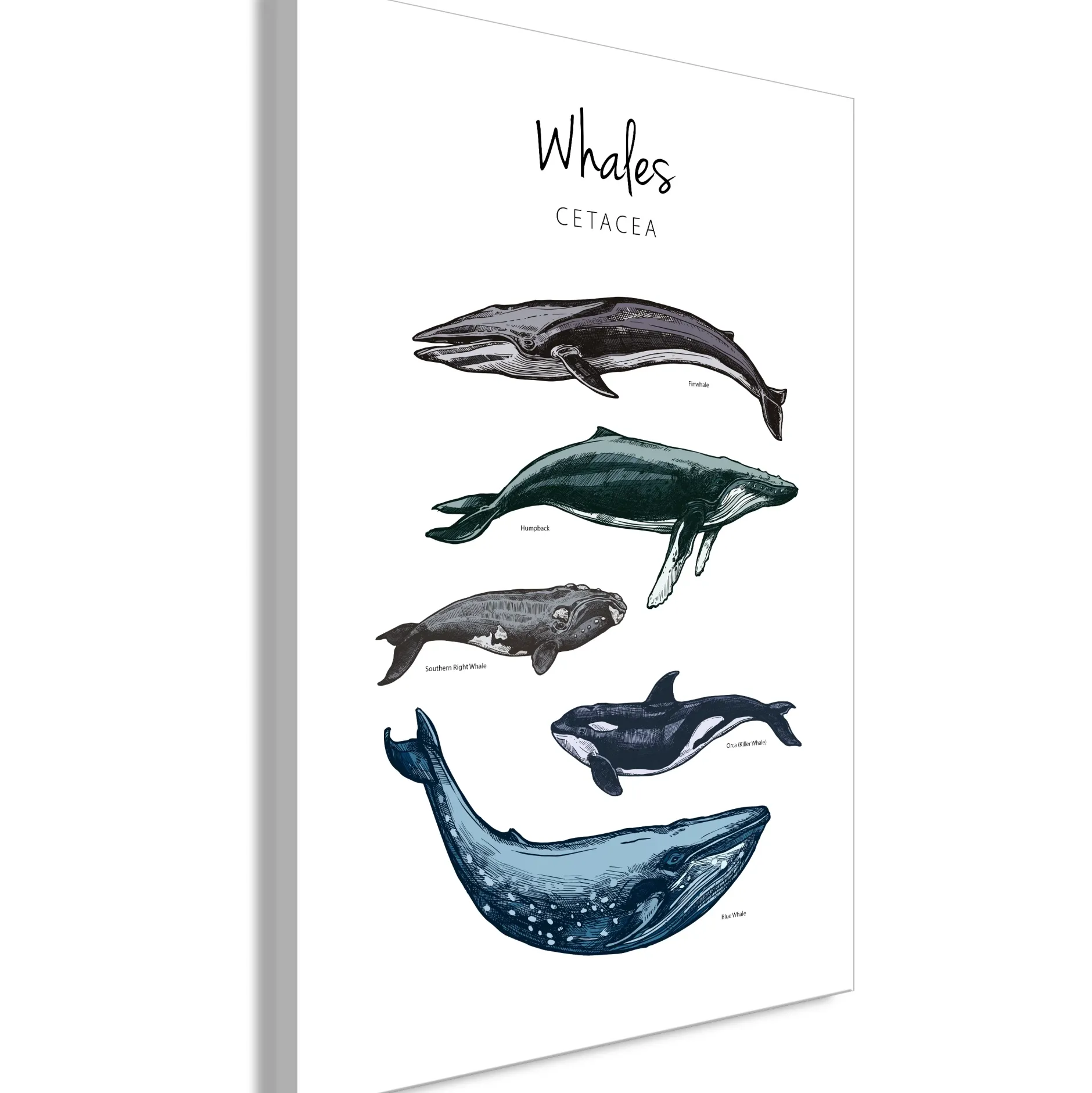Kunstdruck auf Leinwand 'Whales Vertical'