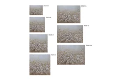 Kunstdruck 'Dandelion'