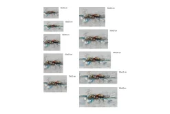 Kunstdruck 'Mirage'