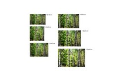 Kunstdruck 'Sanfter Gruß durch den Wald'