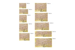 Kunstdruck 'Short and Sweet Sakura'