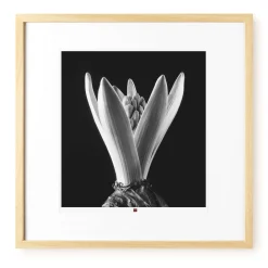 Kunstfotografie 'Flower of Hope' 50x50cm | Limitierte, handsignierte Edition