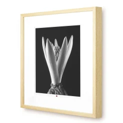 Kunstfotografie 'Flower of Hope' 50x50cm | Limitierte, handsignierte Edition