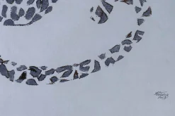 Öl Gemälde 'Animal Instinct' | Handgemaltes Unikat