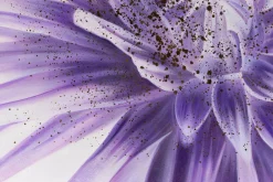 Öl Gemälde 'Enchanted Dahlia' | Handgemaltes Unikat