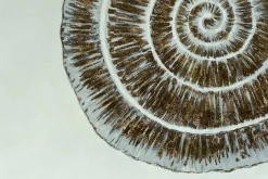Öl Gemälde 'Pearlescent Conch' | Handgemaltes Unikat