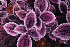 Öl Gemälde 'Shades of Purple' | Handgemaltes Unikat
