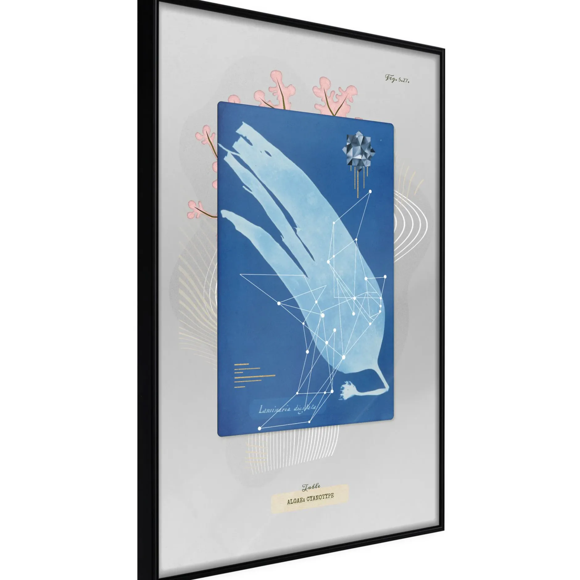 Poster 'Alga'