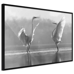 Poster 'Black and White Herons'