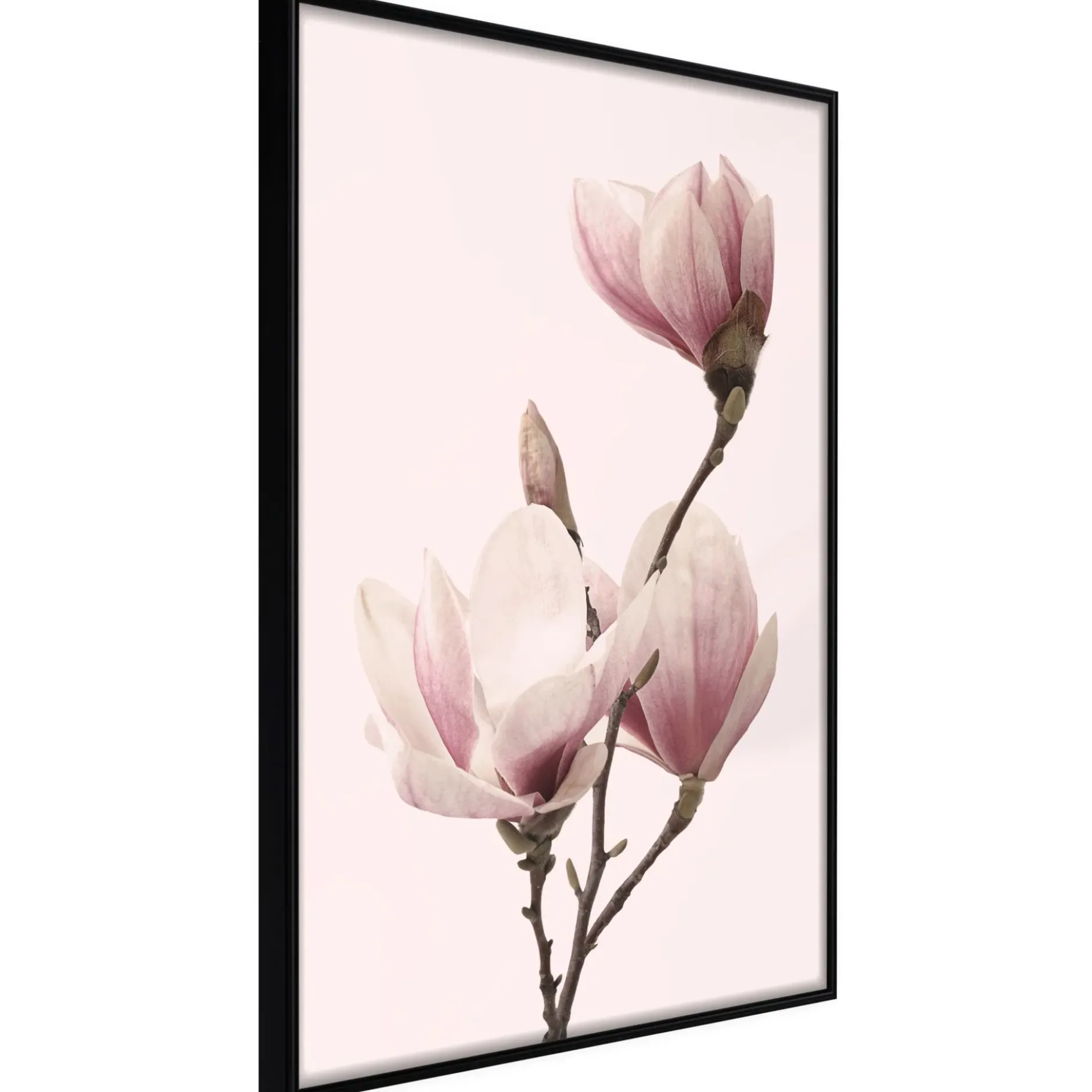 Poster 'Blooming Magnolias III'