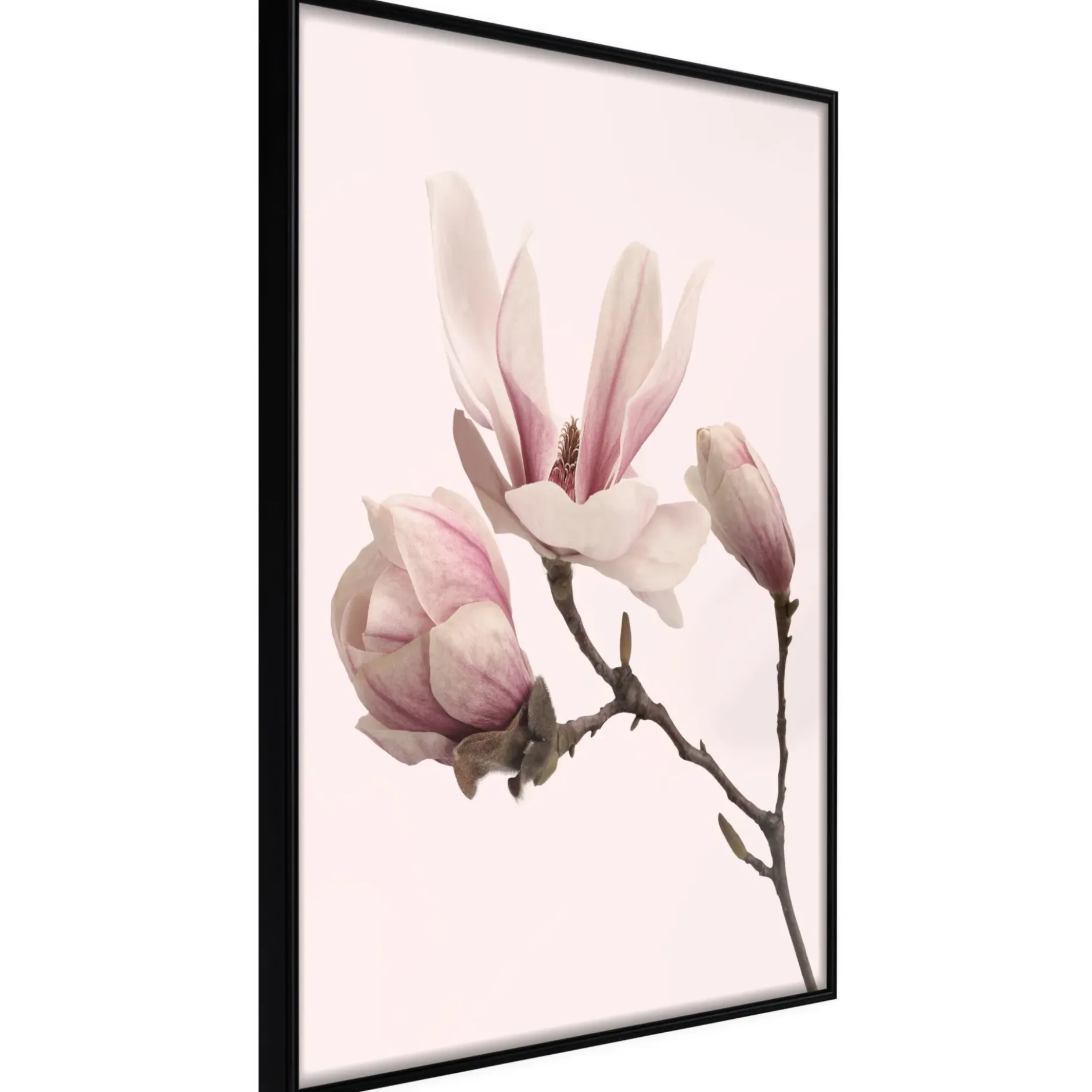 Poster 'Blooming Magnolias II'
