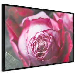 Poster 'Blooming Rosae'