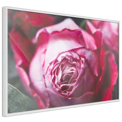 Poster 'Blooming Rosae'