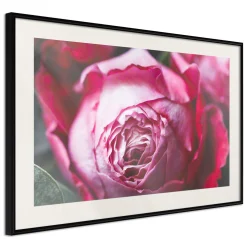 Poster 'Blooming Rosae'