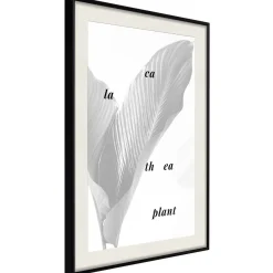 Poster 'Calathea Leaves'