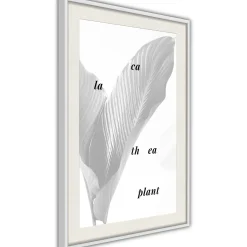 Poster 'Calathea Leaves'