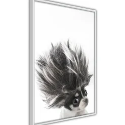 Poster 'Chihuahua'