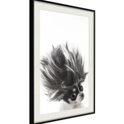 Poster 'Chihuahua'
