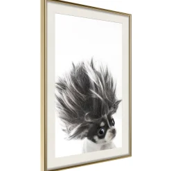 Poster 'Chihuahua'