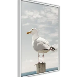 Poster 'Curious Seagull'