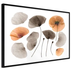 Poster 'Dried Poppies'