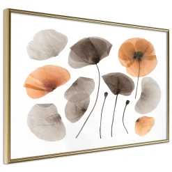 Poster 'Dried Poppies'