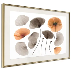 Poster 'Dried Poppies'