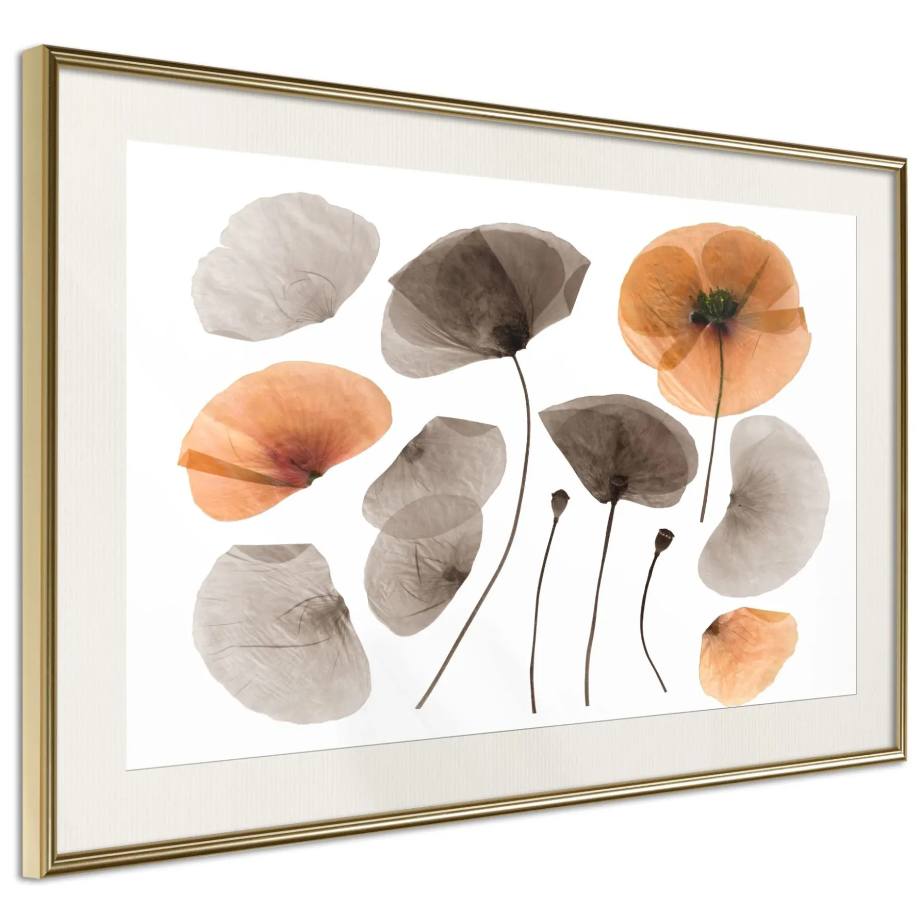 Poster 'Dried Poppies'