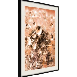 Poster 'Drops on Dandelion'