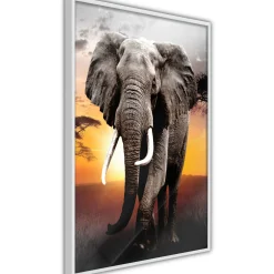 Poster 'Majestic Elephant'