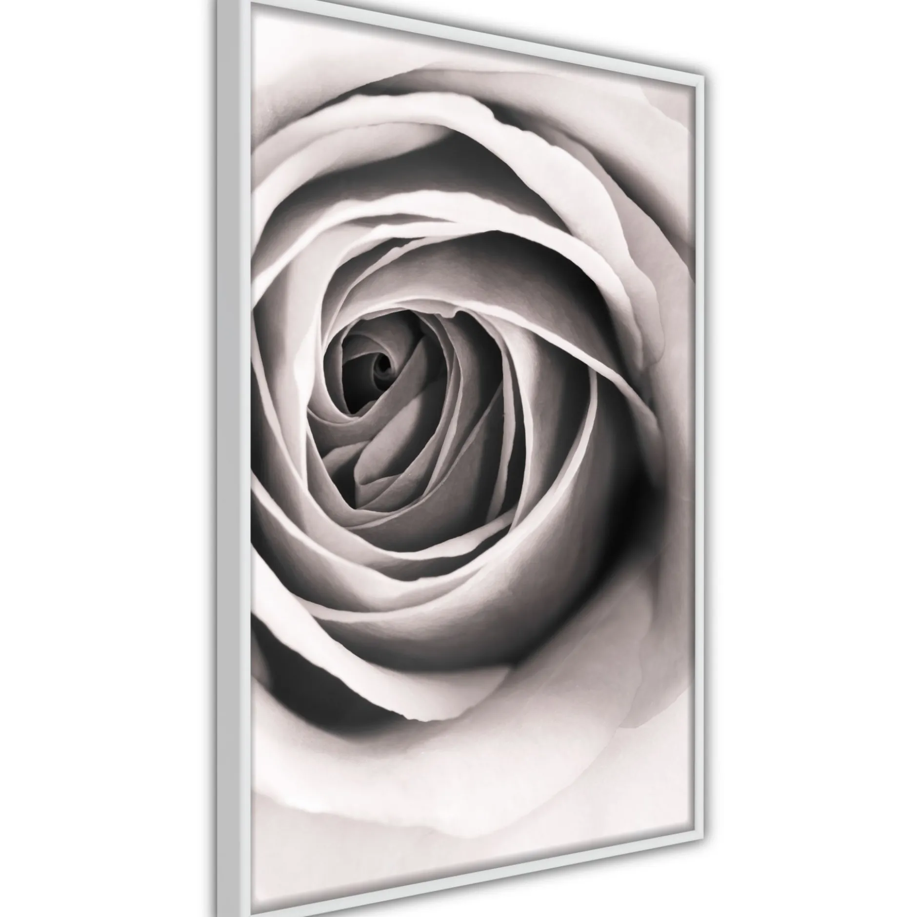 Poster 'Structure of Petals'