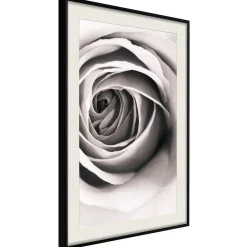 Poster 'Structure of Petals'