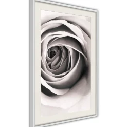 Poster 'Structure of Petals'