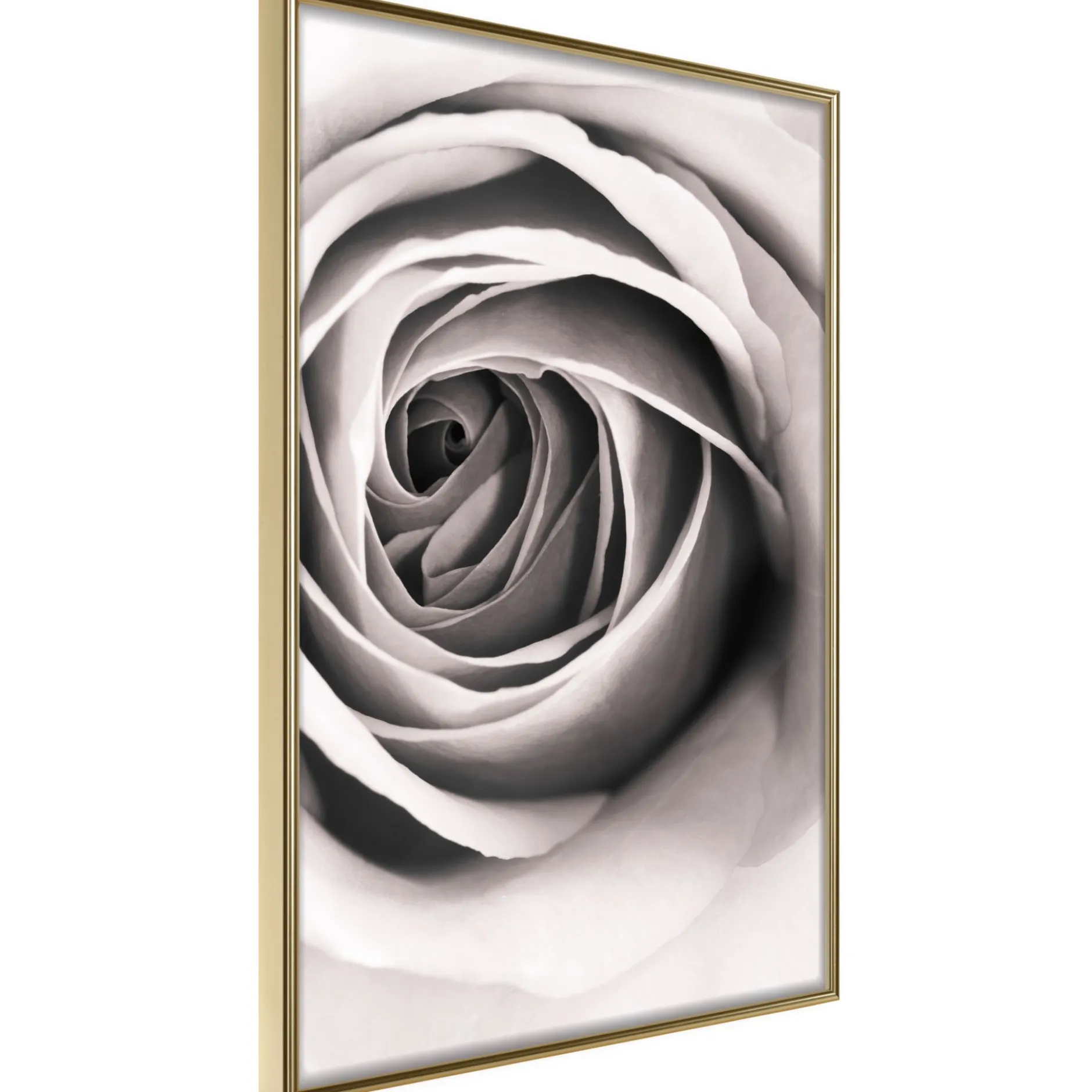 Poster 'Structure of Petals'