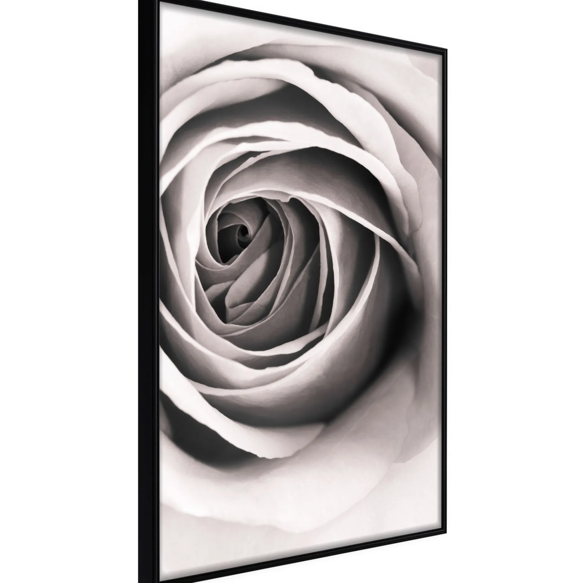 Poster 'Structure of Petals'