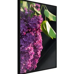 Poster 'Violet May'