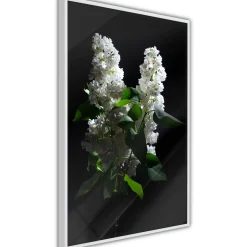 Poster 'White Lilac'