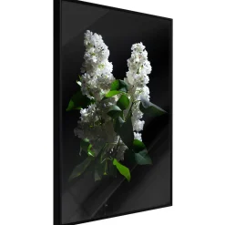 Poster 'White Lilac'