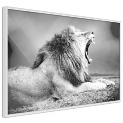 Poster 'Yawning Lion'