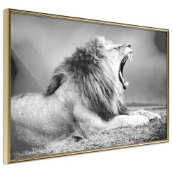 Poster 'Yawning Lion'