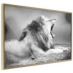 Poster 'Yawning Lion'