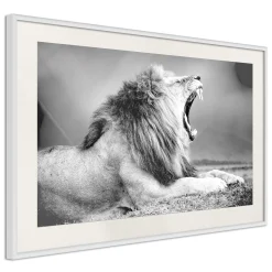 Poster 'Yawning Lion'