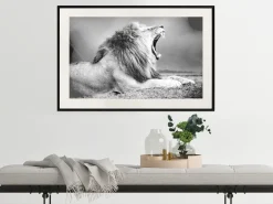 Poster 'Yawning Lion'